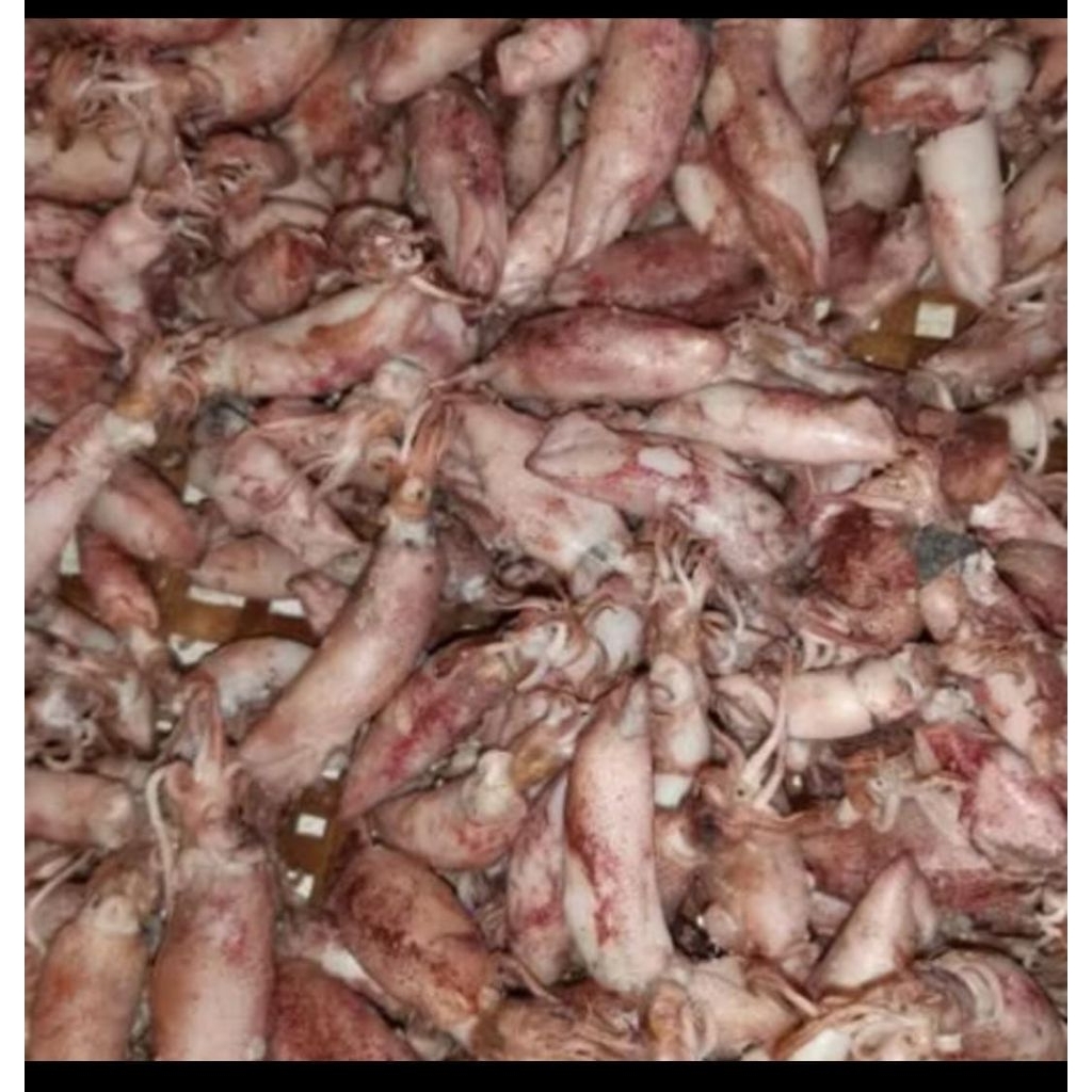 

BABY CUMI TELOR 250 GRAM/BABY CUMI MURAH/BABY CUMI PREMIUM
