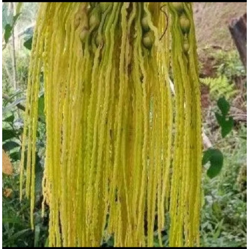 

ready bunga pinang/kembang Jambe segar/3pcs