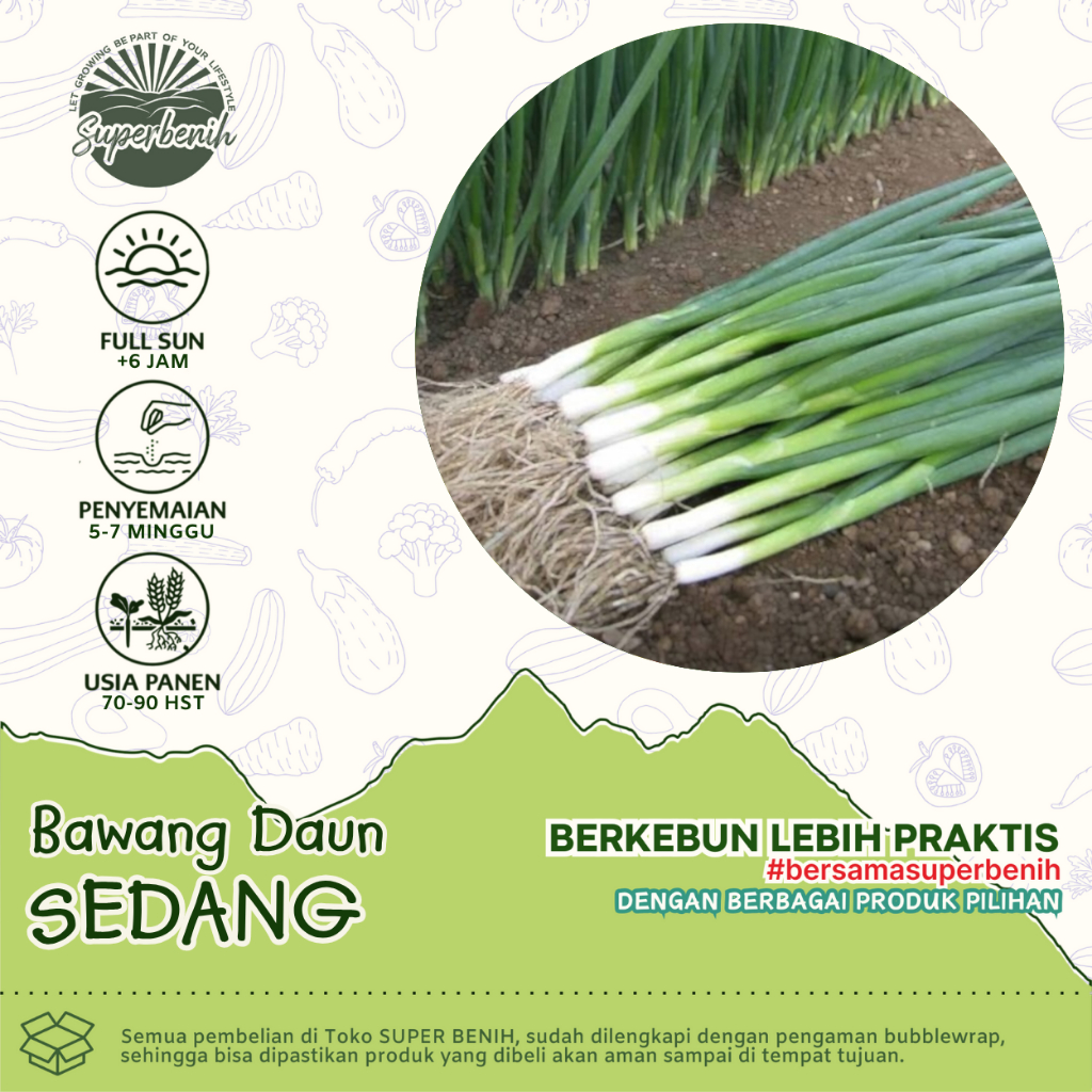 60 Biji - Benih BAWANG DAUN SEDANG dataran rendah, tahan panas