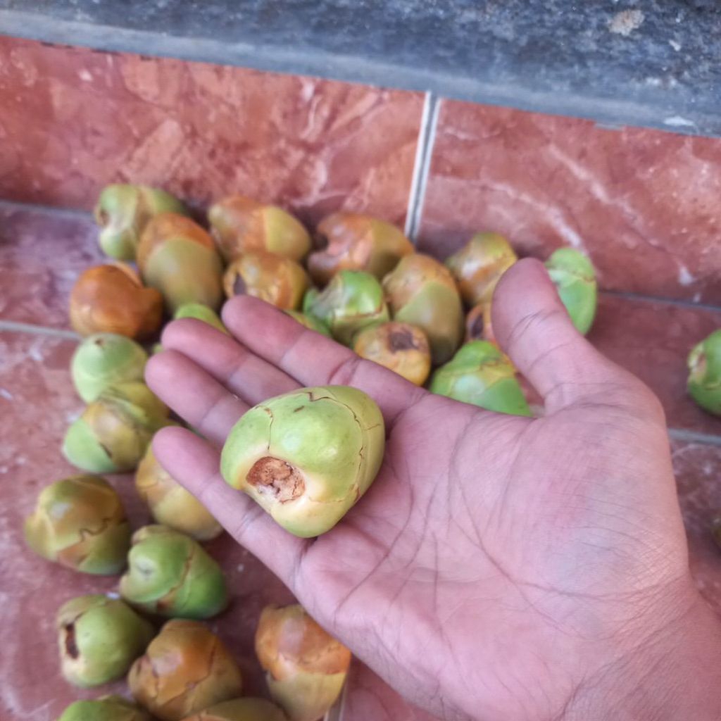 

Beluluk kelapa hijau / Beluluk kelapa gading per 10 Biji