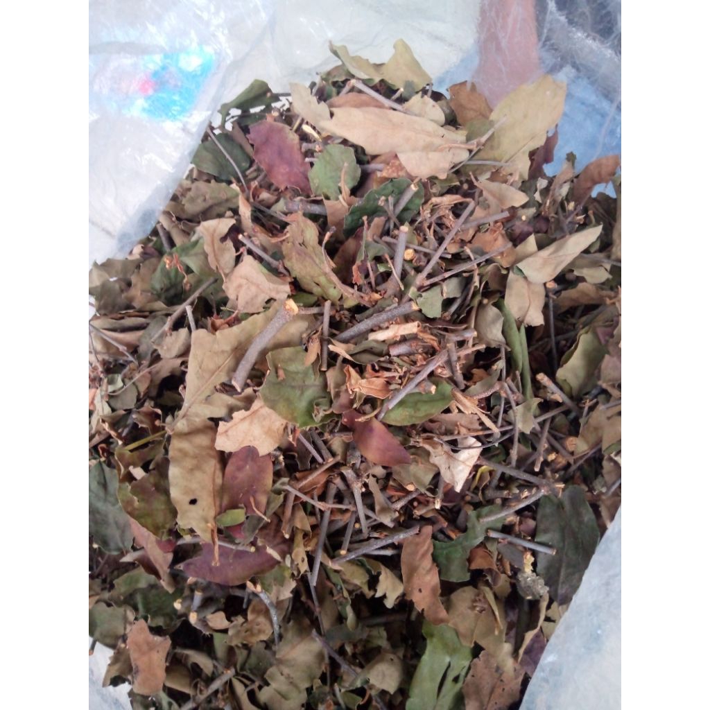 

daun benalu kopi kering herbal alami 200g