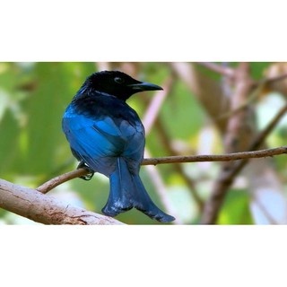 Srigunting Hitam Palmerah