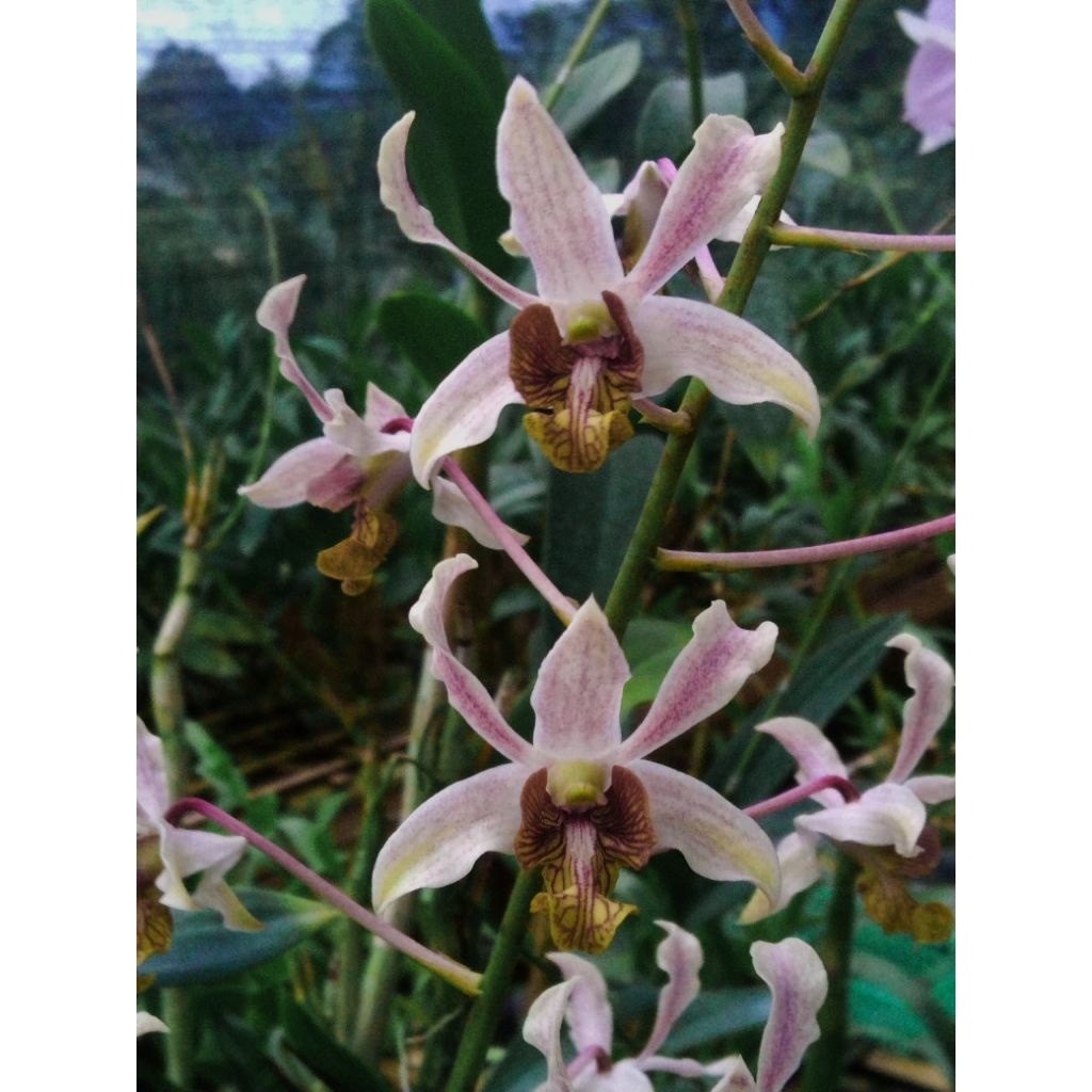 dendrobium macrophyllum x dendrobium lineale(dendrobium Reyna)