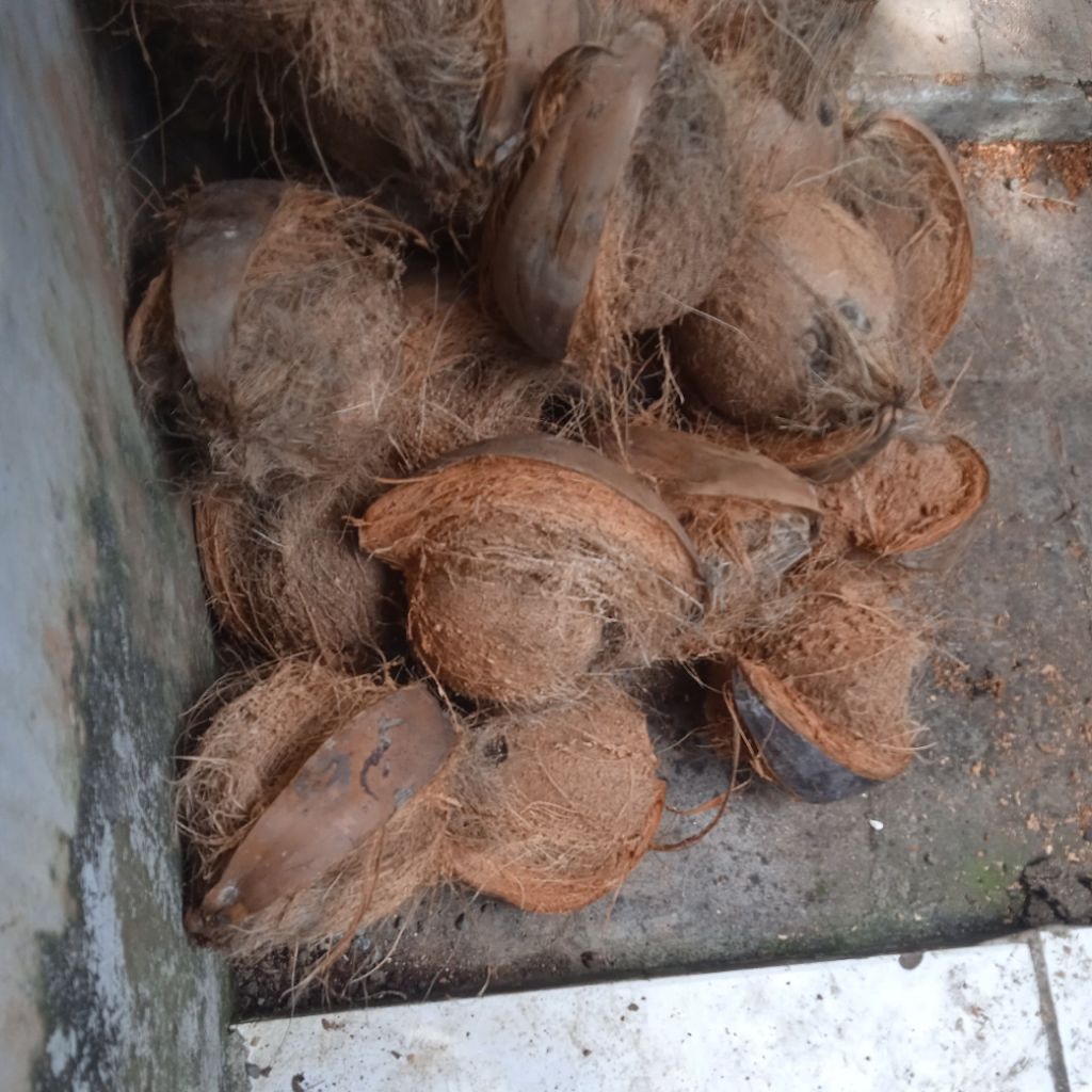 

Kelapa pesanan