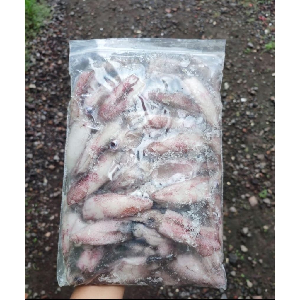 

Cumi Cantik Segar 1kg