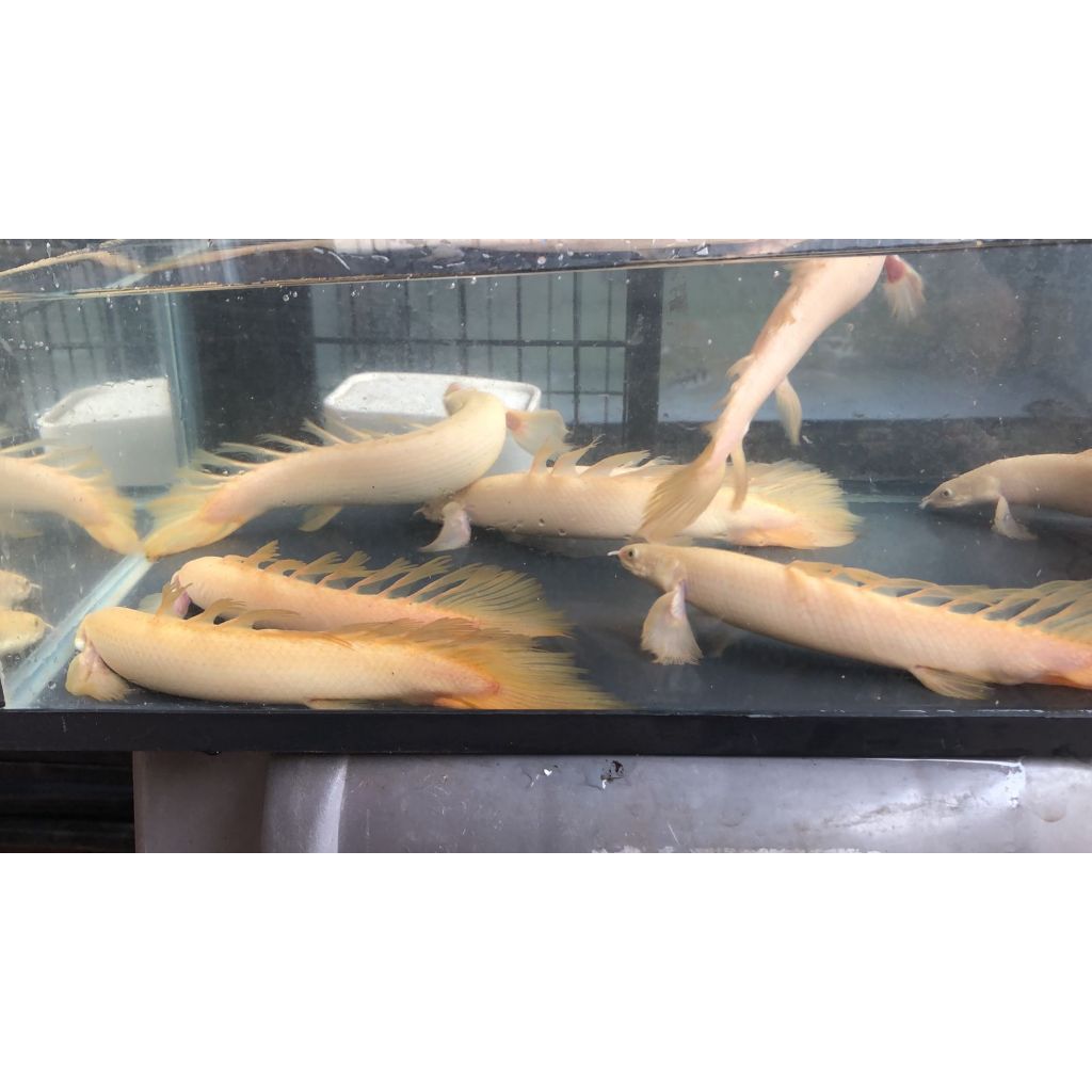 PALMAS SENEGALUS LEUCISTIC LONG FIN / SLAYER