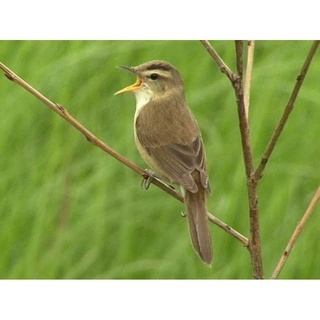 Kerak Basi Alis Hitam Palmerah