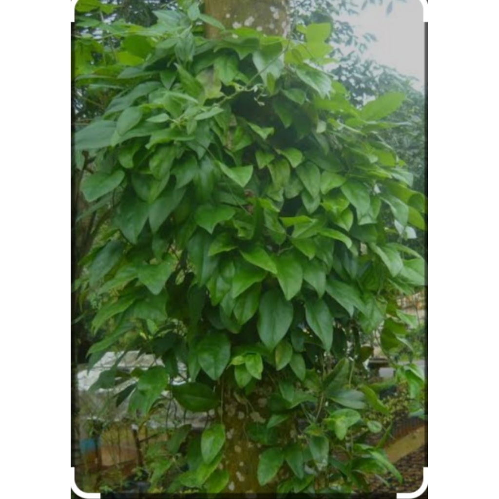 

daun cincau segar dadakan setiap ada yang order 500gr