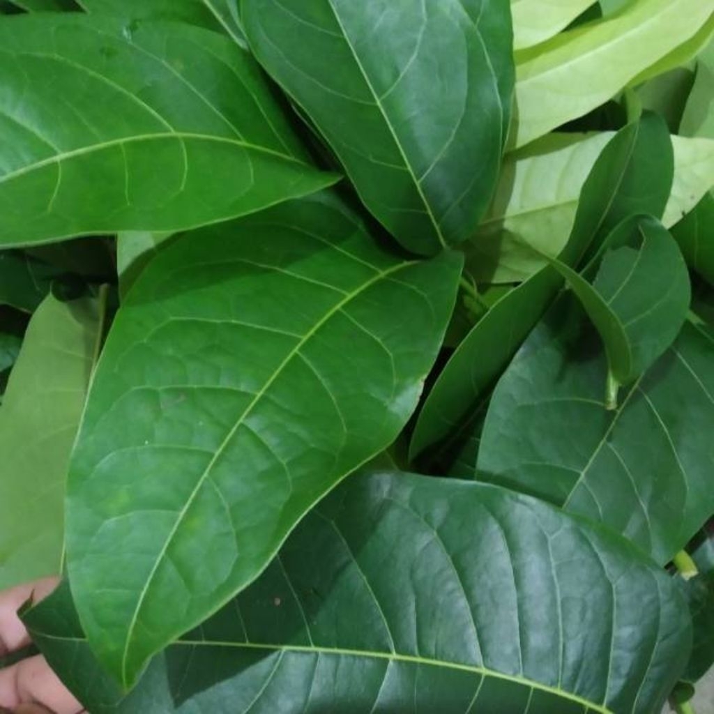 

Daun mahoni segar 100 lembar