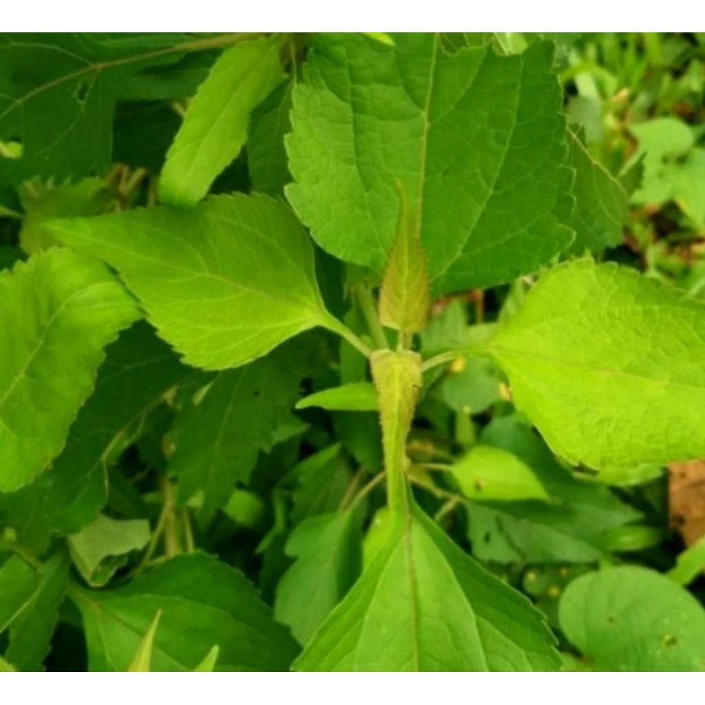

daun kirinyuh herbal.1kg