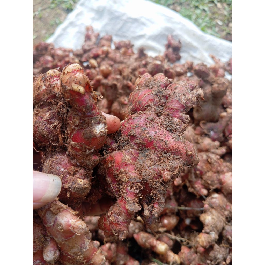 

Jahe merah segar kemasan 1kg red ginger