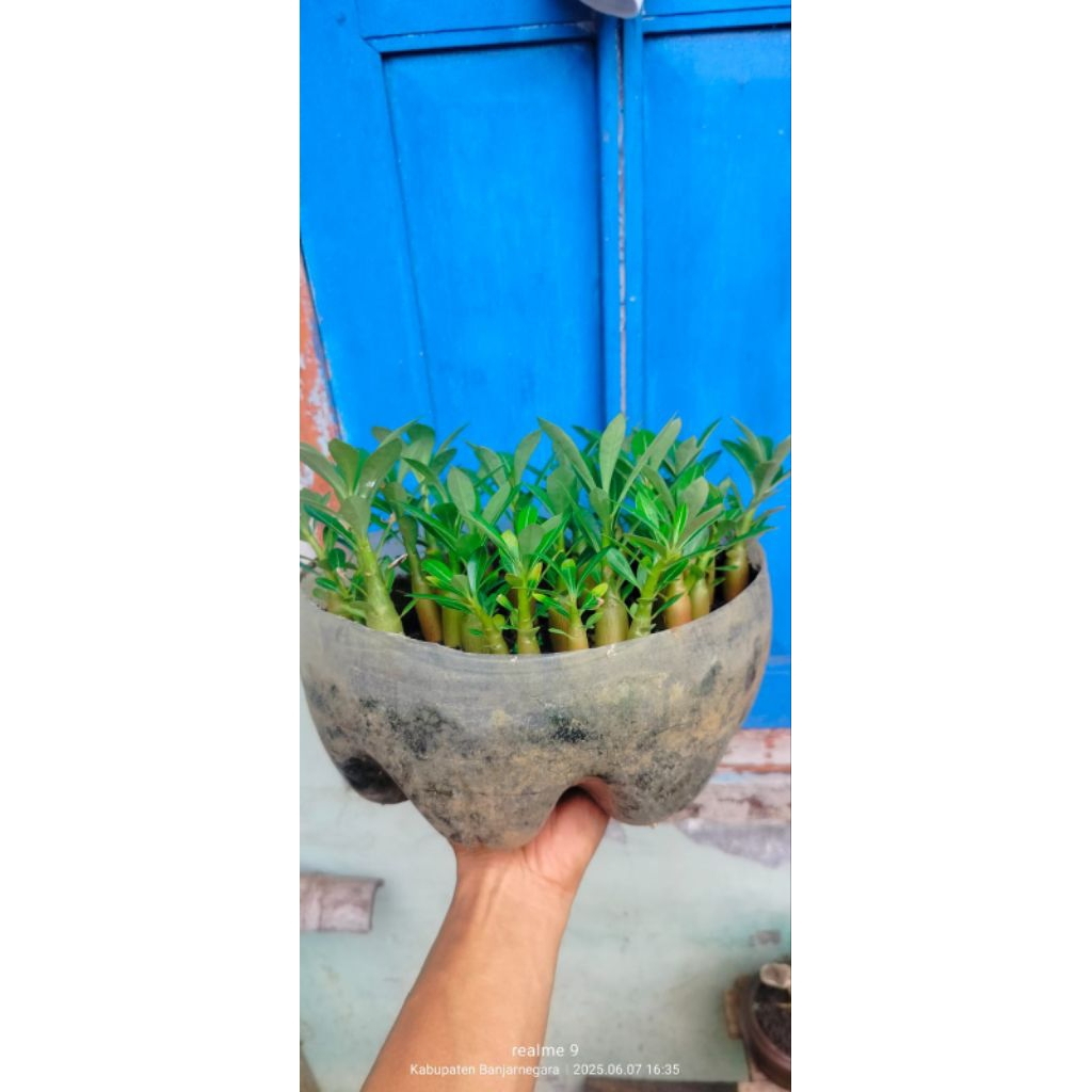 Adenium bunga putih single,