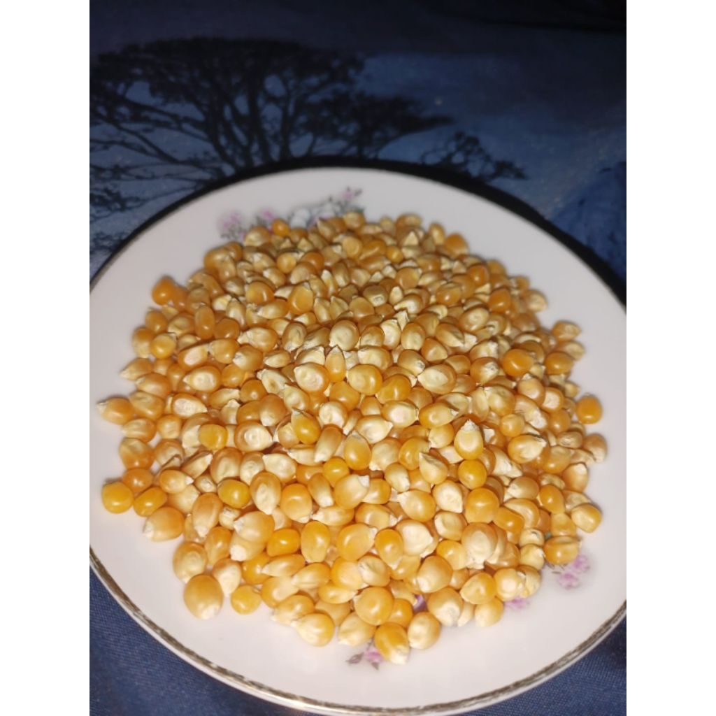 

jangung popcorn mentah.isi 250 grm