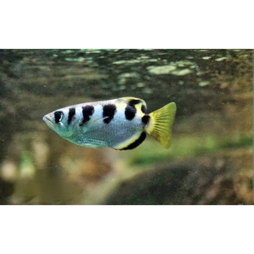 

stiker hidup hiasan aquarium sumpit (archer fish)