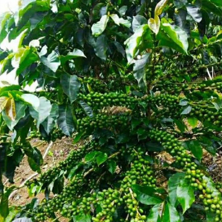 1 Batang Bibit Kopi Arabika Ateng Super Gratis 1 Batang KODE F4L9