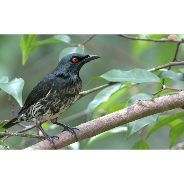 Cucak Keling Palmerah