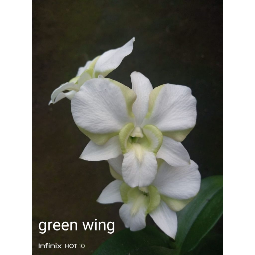 anggrek dendrobium spike