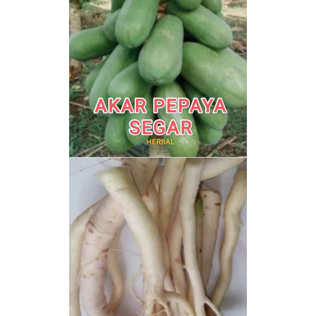 

akar pepaya segar 1kg/akar pepaya segar fresh/obat herbal