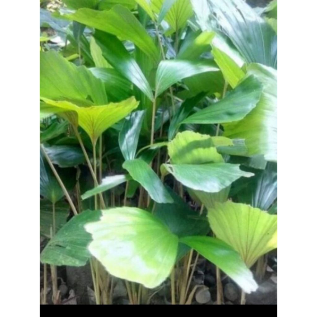 bibit aren genjah 10 pcs/ bibit aren genjah siap tanam