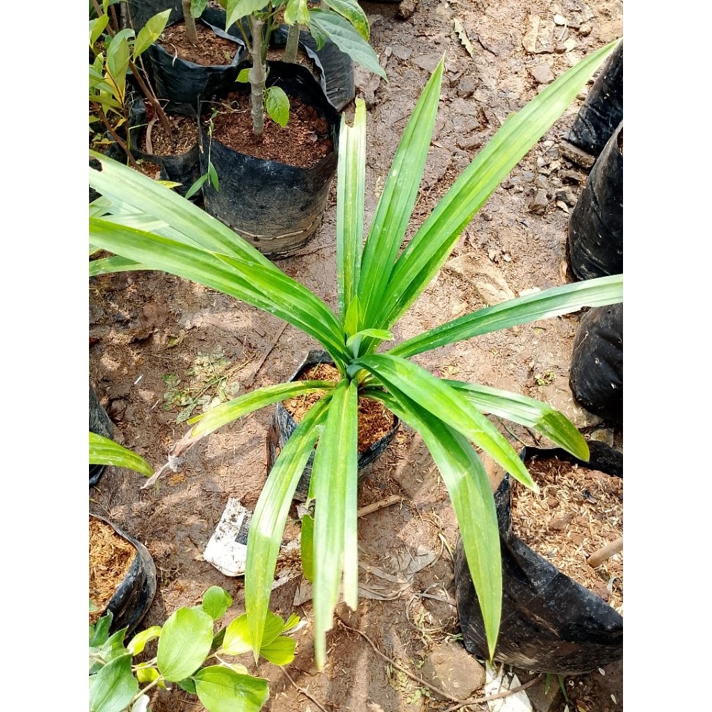tanaman daun pandan wangi besar rimbun