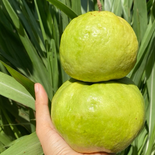 

1 kg (isi 5/6) Jambu Kristal Asal Kebumen - Buah Segar dan Berkualitas!