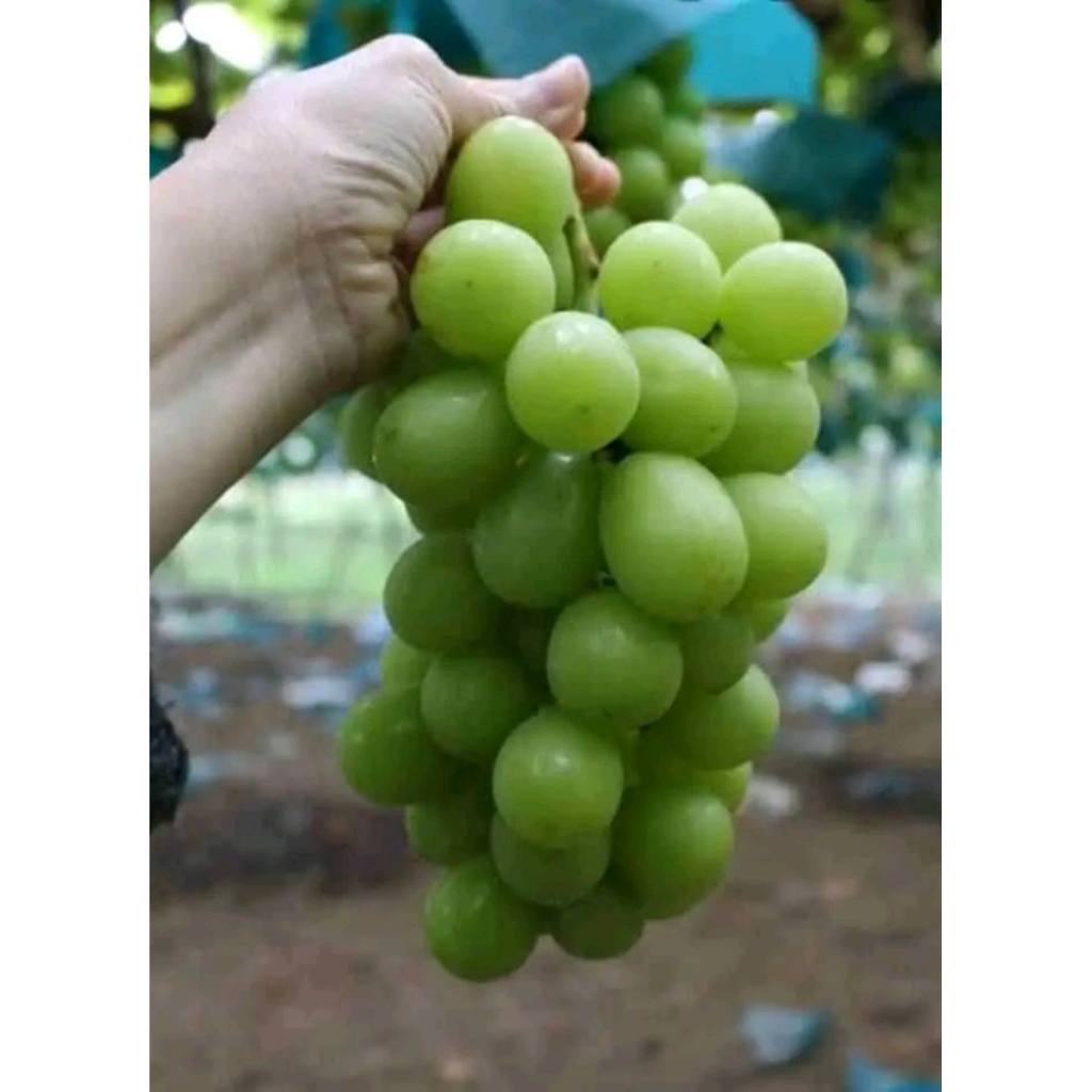 

Bibit varian Shine Muscat Korea