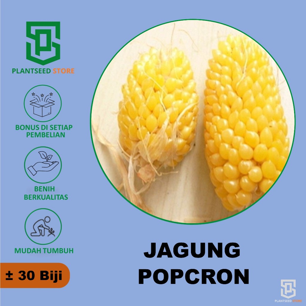 PlantSeed - 30 Benih Bibit Tanaman Jagung Popcorn