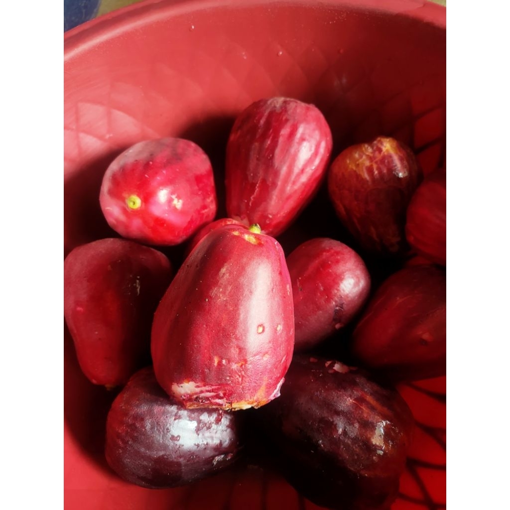 

Jambu bol