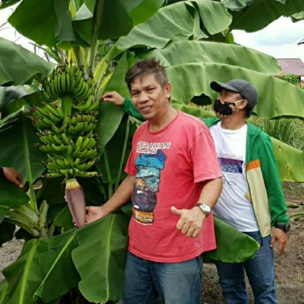 Bibit Pisang Cavendish Sunpride