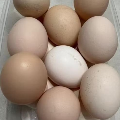 

(10butir) Telur Ayam Kampung/ Telur Ayam Kampung Asli/ Telur Ayam Kampung Segar