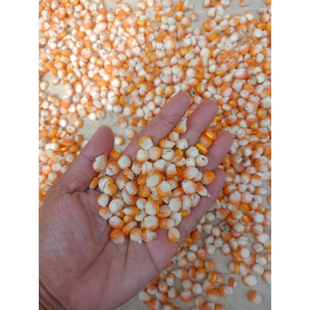 

jagung kecil sedang langsung petani