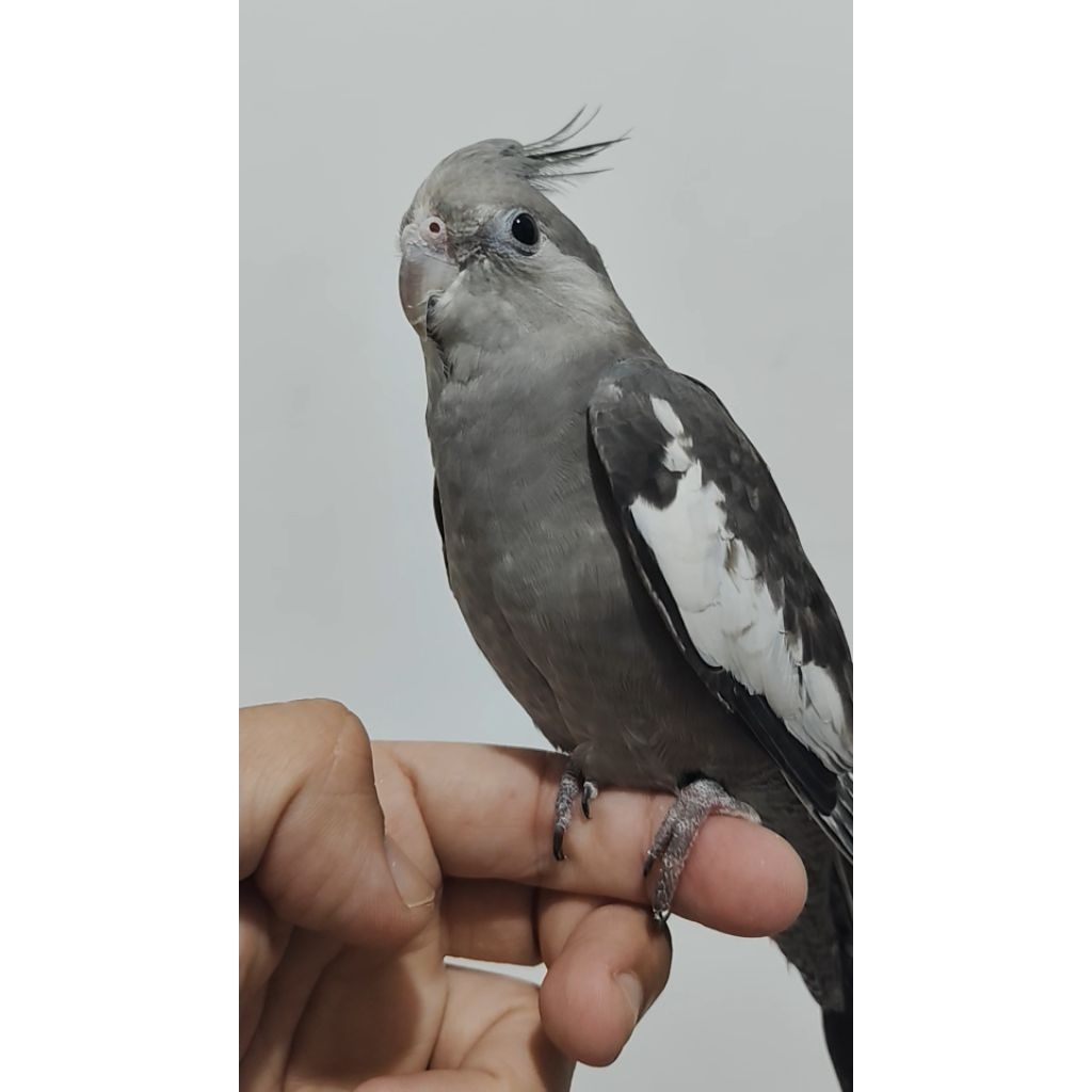 Parkit Australia WF / Falk / Cockatiel White Face
