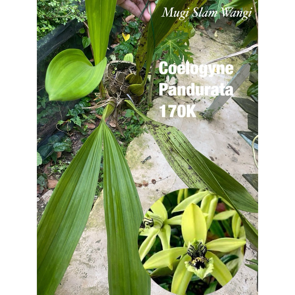 Anggrek Coelogyne Pandurata