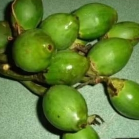 

Buah pinang muda fres ) Buah jame. 1000 gram