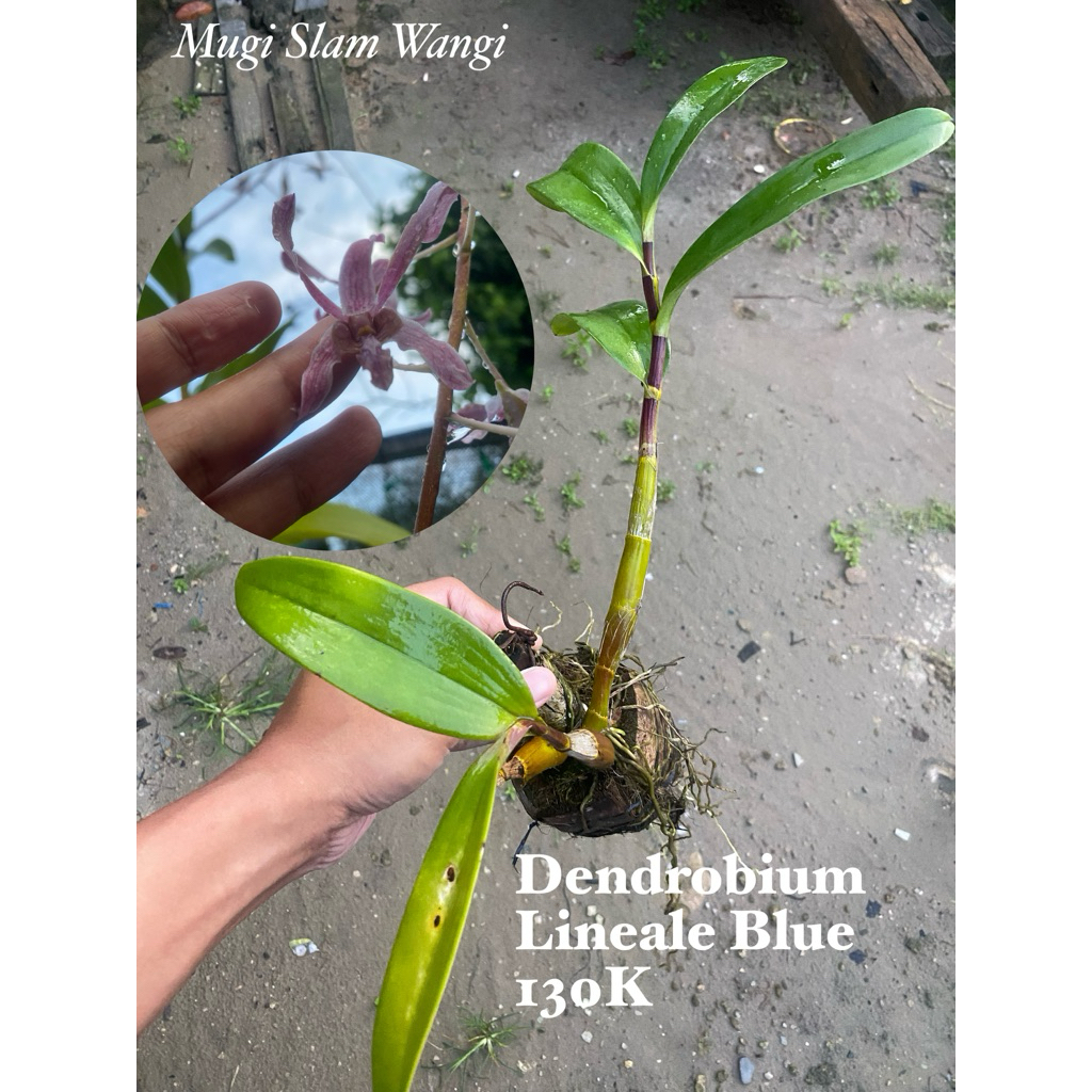 Anggrek Dendrobium Lineale Blue