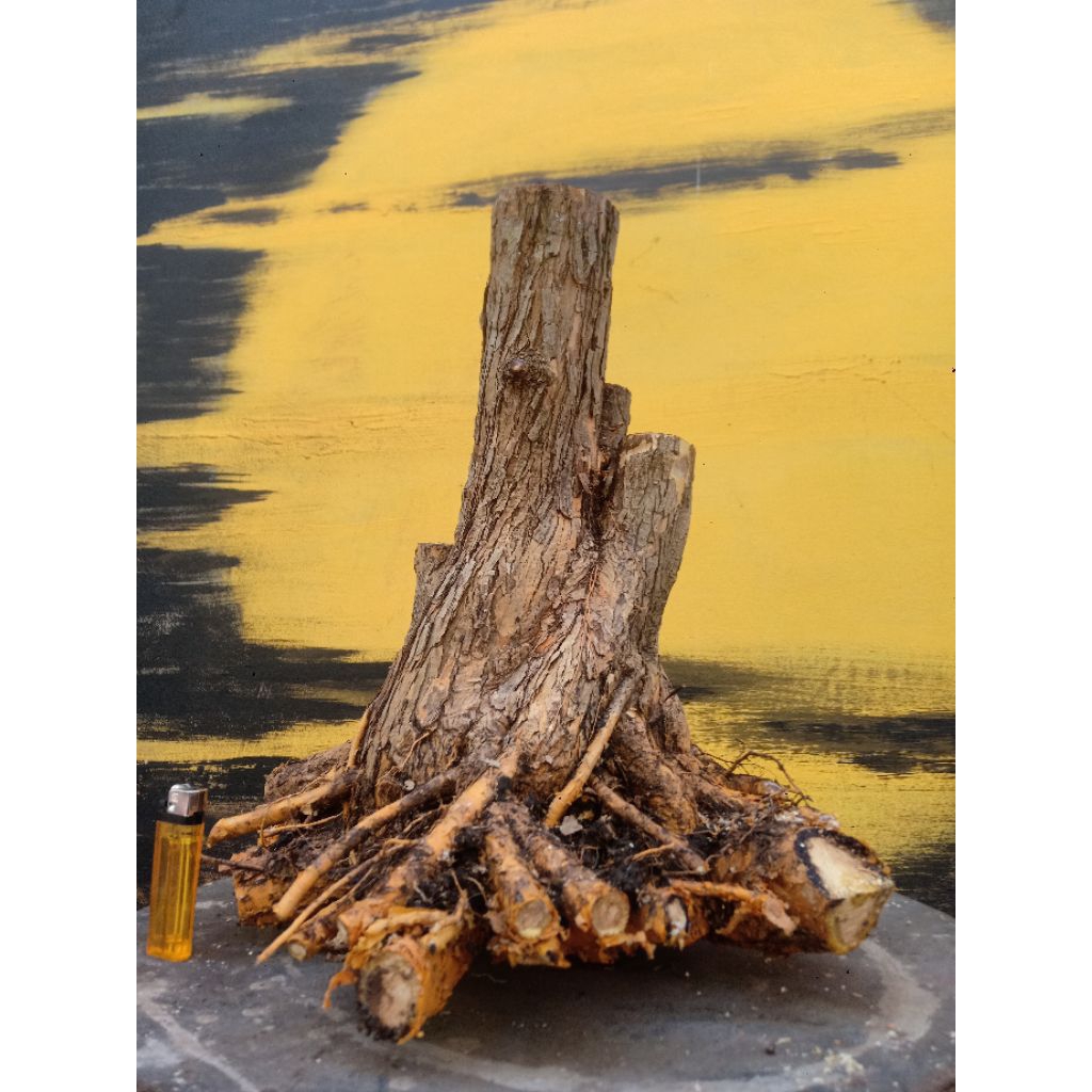 BAHAN BONSAI SISIR KALIAGE SUDAH HIDUP