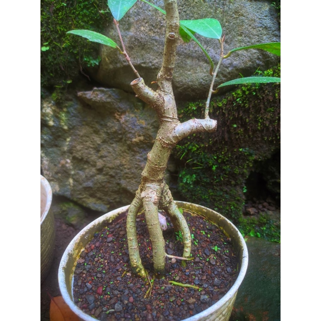 bonsai amplas putih mame