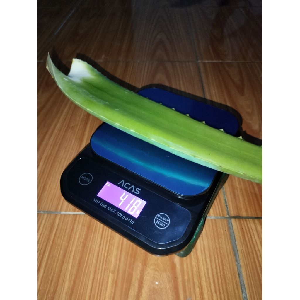 

Pelepah Lidah Buaya Jumbo Fresh Organik 1 KG Isi 2-3