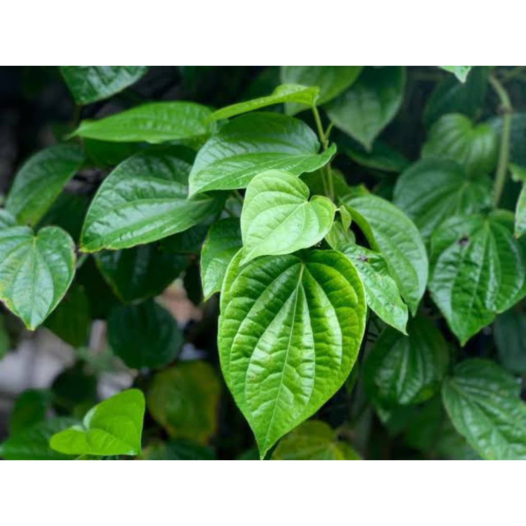 

daun sirih per 100 lembar