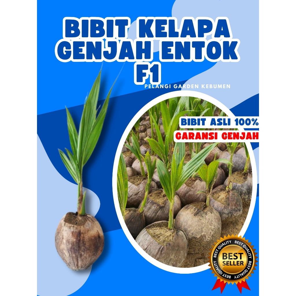 SUDAH DIKUPAS  Bibit Buah Kelapa Genjah Hibrida F1