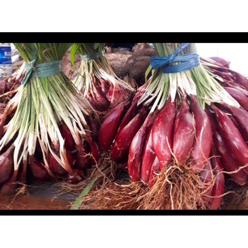 

bawang dayak segar masih fresh 1 kg