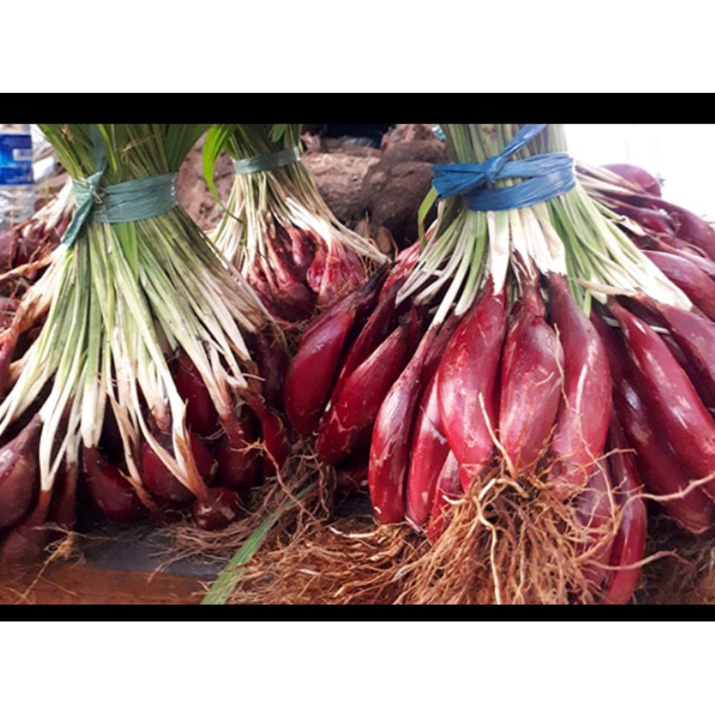 

bawang dayak 100g bawang dayak