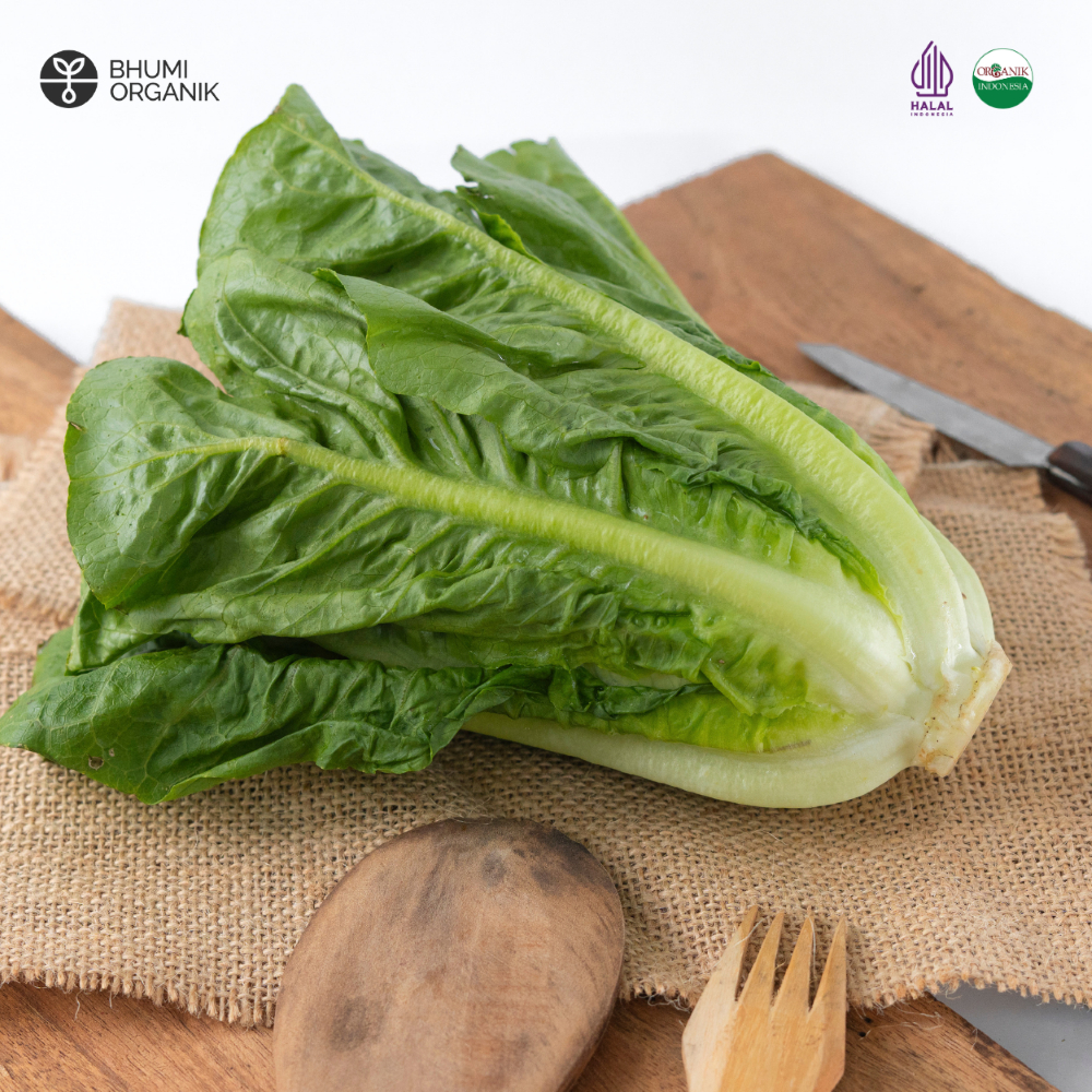 

Selada Romain Organik 250 gram - Ceritanik / Bhumi Organik - Green Lettuce Organic - Sayur Organik Premium