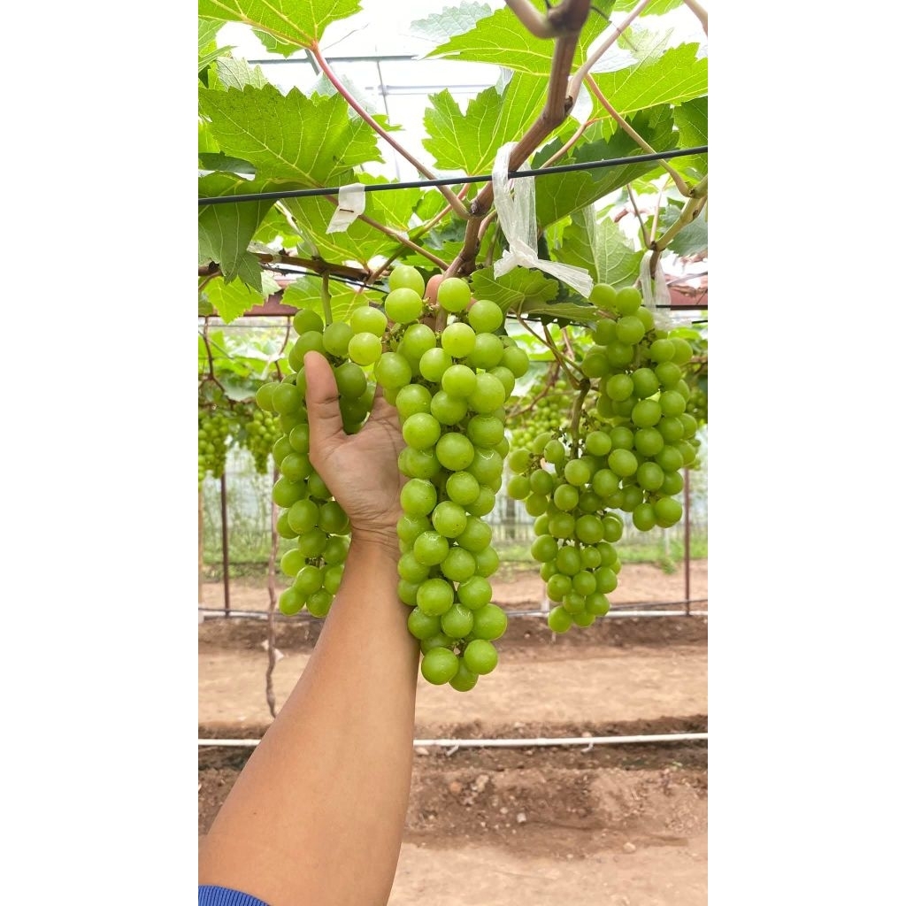 

Bibit anggur Tamaki/Nemas Valid