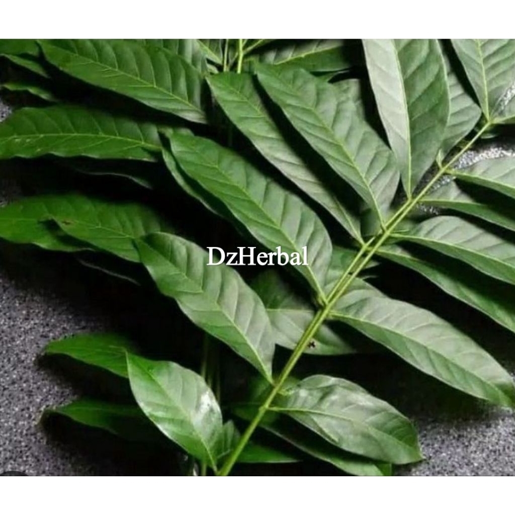 

Daun mahoni segar petik langsung 500 gram