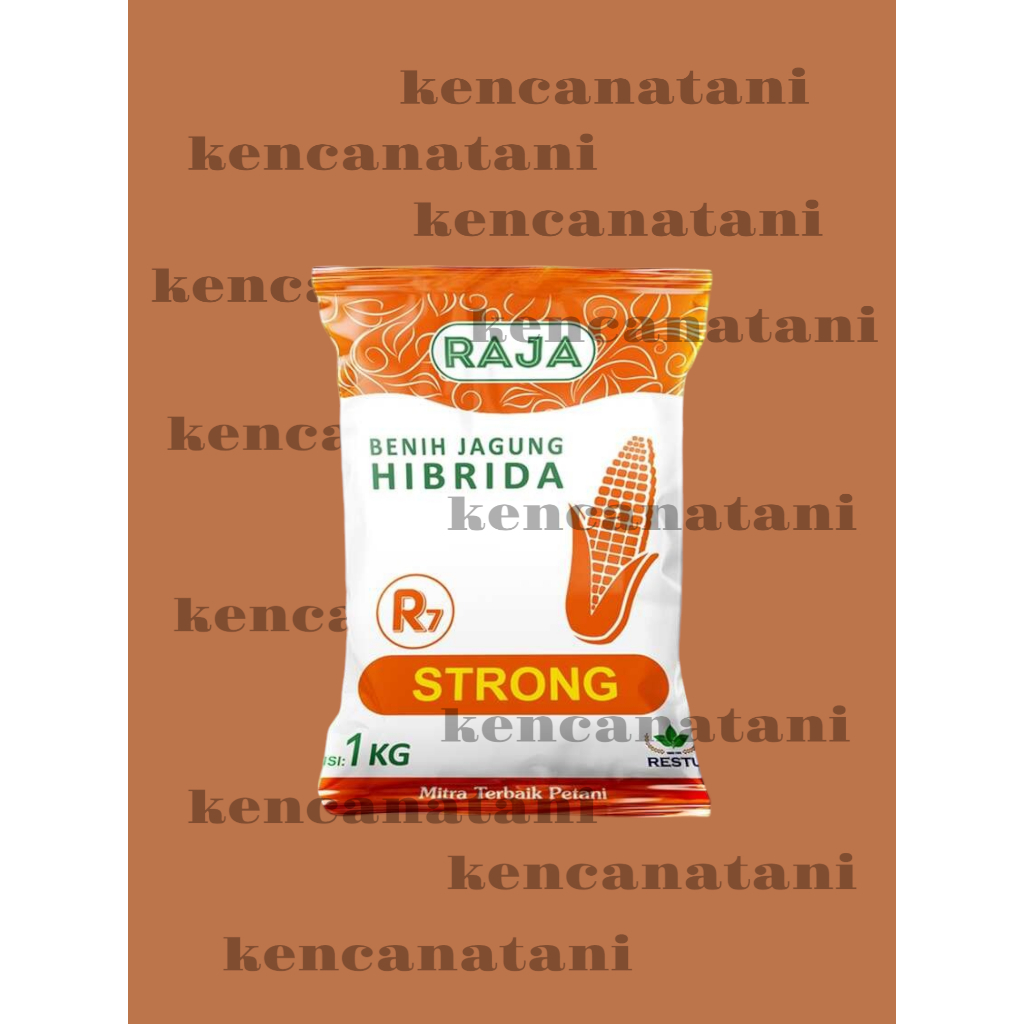 Benih Jagung Hibrida Raja R7 Strong - 1kg