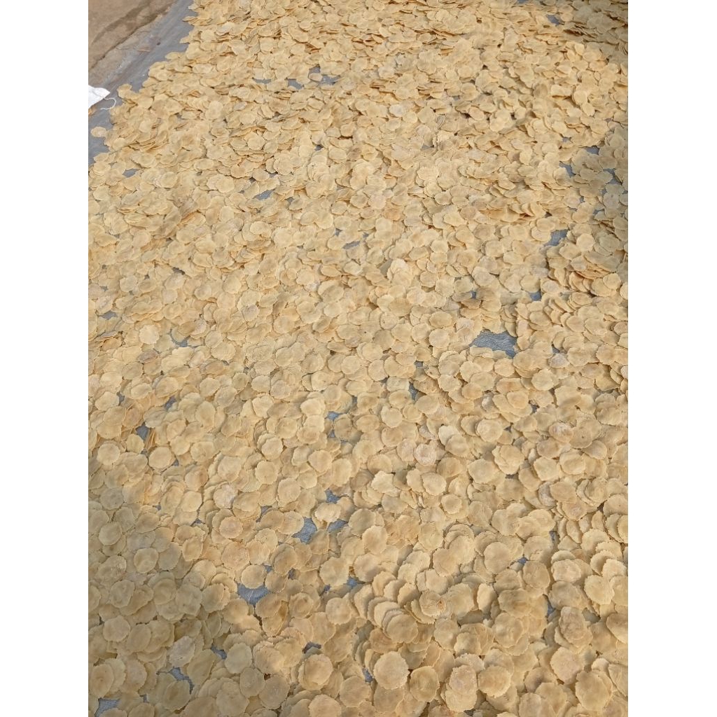 

EMPING MELINJO ASLI KHAS PANDEGLANG-JIPUT.