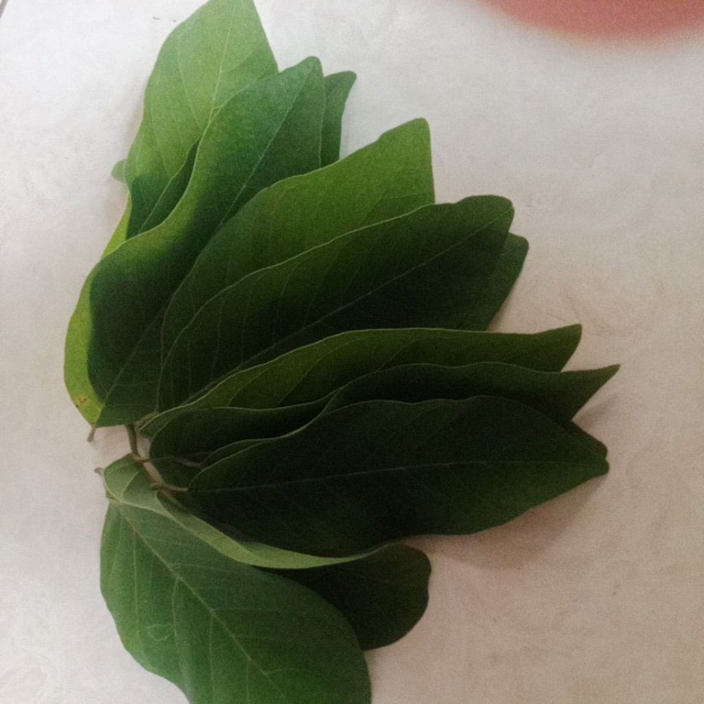 

Daun srikaya segar 100 lembar