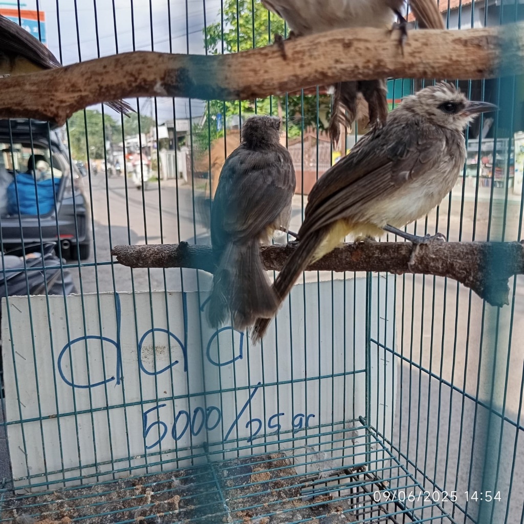 JOGJOG - TRUCUKAN - BURUNG BAHANAN - KHUSUS INSTAN BANDUNG