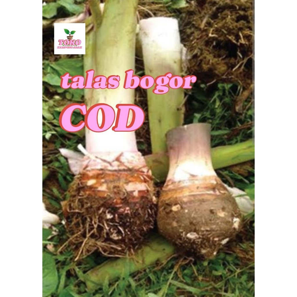 

talas bogor segar fresh 500grm